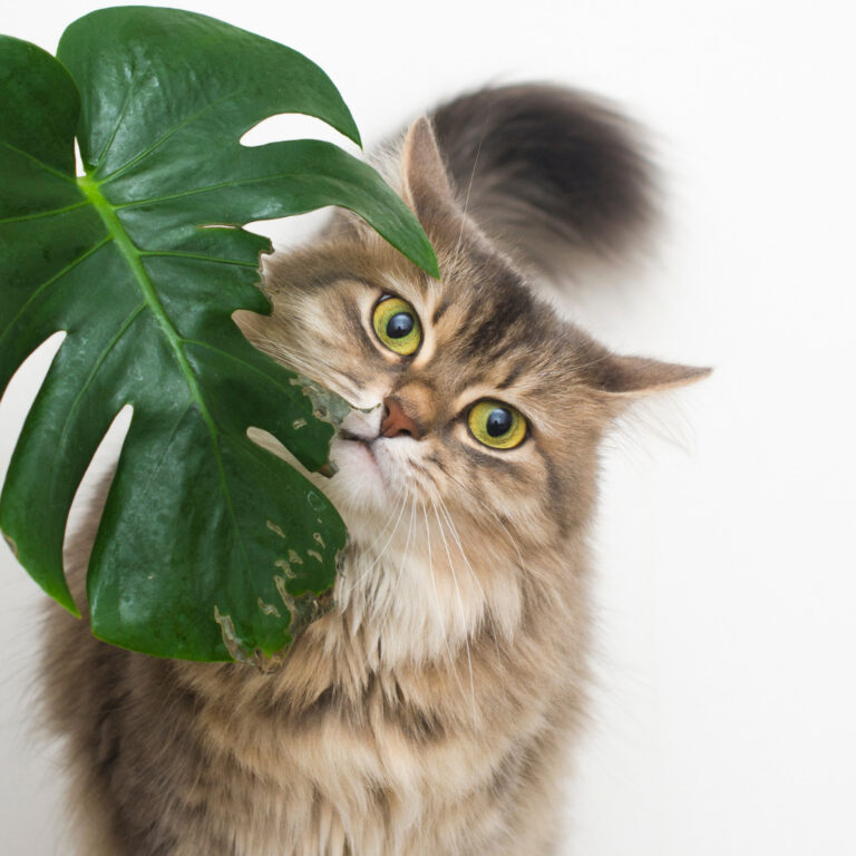 Discover the 6 Perfect Pet-Friendly Indoor Plants